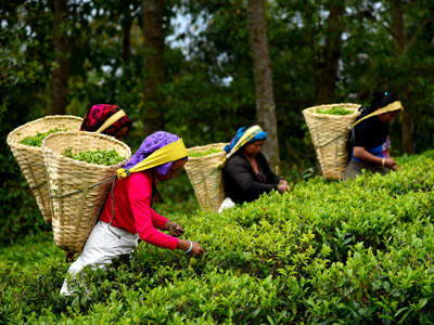 La Journée Internationale du thé