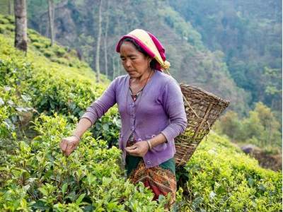 Il était une fois, le Jardin de thé Jun Chiyabari au Népal