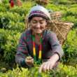 Récolte du thé noir du Népal Kanchenjunga bio