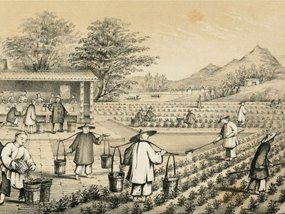 Culture du thé sous la dynastie Tang