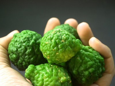Quelques fruits de bergamote fraichement cueillis
