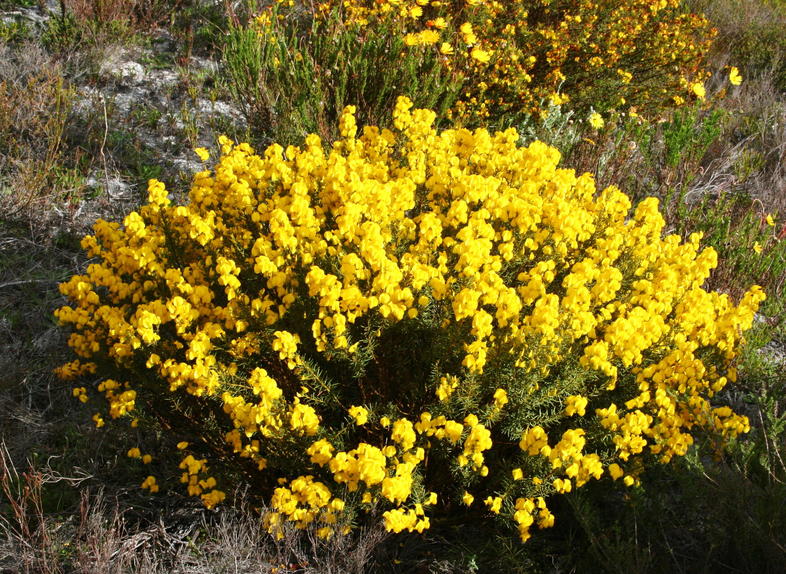 Buisson honeybush en Afrique du Sud