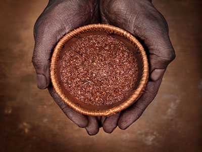 rooibos thé rouge afrique