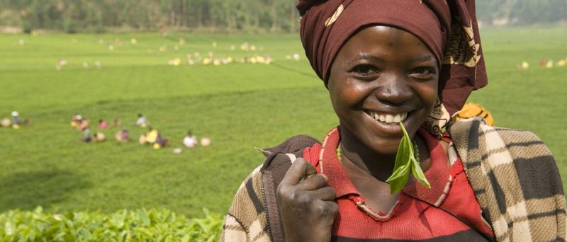 Une photo du jardin de thé Rukeri au Rwanda