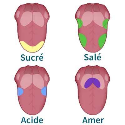 Les zones de la langue sensibles aux saveurs sucré, salé, acide, amer