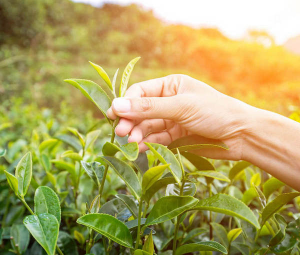 Noir, vert, blanc ou oolong : quel thé contient le plus de théine ? - Elle  à Table